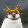 Van karl profil fotoğrafı