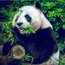 Фото профиля 🐼パパベアダン🐼