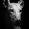 HeezaDandy's profile picture