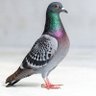 Pigeon's profile picture