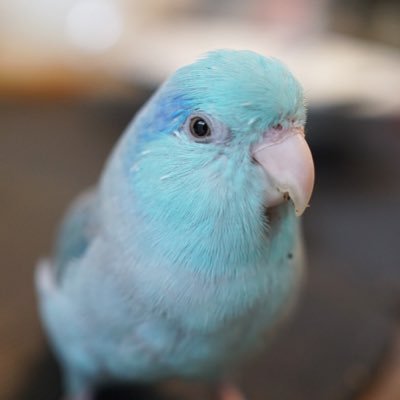。 Mame 。A Birb from Babylonia's profile picture