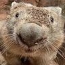 ProudWhiteAustralian profil fotoğrafı