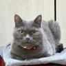 Фото профиля Chenglb