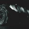 Tempus Amoris profil fotoğrafı