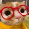 P ; P's profile picture