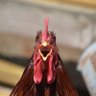 Profilbild von Chicken