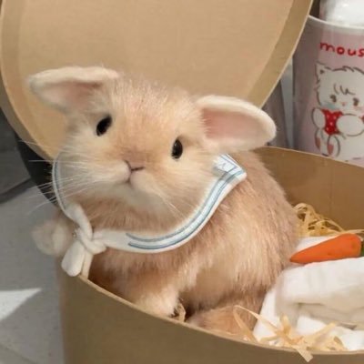 miao_66mi's profile picture