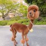 はなちゃん profil fotoğrafı