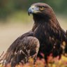 Golden Eagle 🇵🇰 🇸🇦 🇺🇲 🇬🇧 的头像