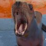 sea lion profil fotoğrafı