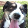 Canine Heart Foundation 的头像