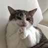 tai's profile picture