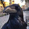 SomeoneelseinIreland profil fotoğrafı