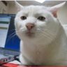 Musa's profile picture
