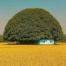 🇩🇿🇸🇦🇶🇦🇮🇷🇪🇬متداول عبر العالم profil fotoğrafı