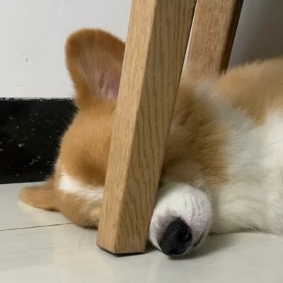 xiaohu005221's profile picture