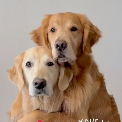 Pet Pencil Artist🐕🎨🖌️'s profile picture