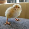 Annatefka profil fotoğrafı