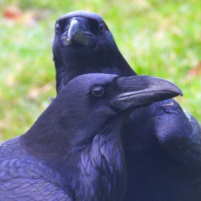 MarburyBirds's profile picture