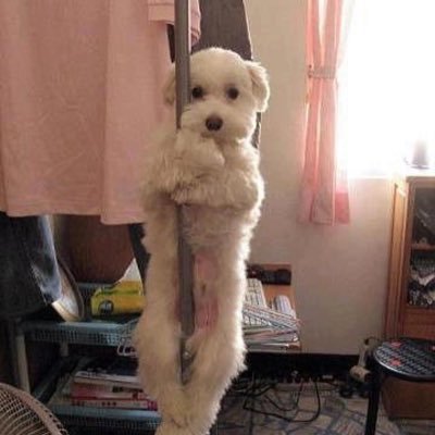 바보에게바보가's profile picture