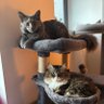 mitty & tangy /ᐠ - ˕ -マ Ⳋ 🎀 profil fotoğrafı