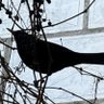 Profilbild von e l🐦⬛_日本株と猫とピアノで静かに暮らす