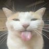 vitor's profile picture