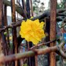 Фото профиля linhnguyen