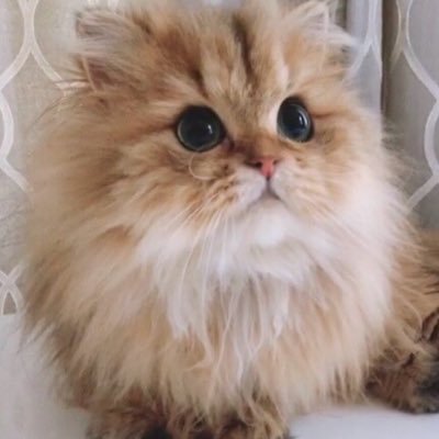 necotex's profile picture