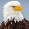 Profilbild von Pheonix