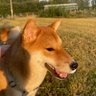 光眼's profile picture