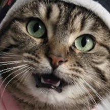 모모코코또또's profile picture