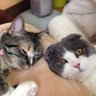 Profilbild von なおにゃんこ🇯🇵😺
