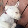 SRo profil fotoğrafı