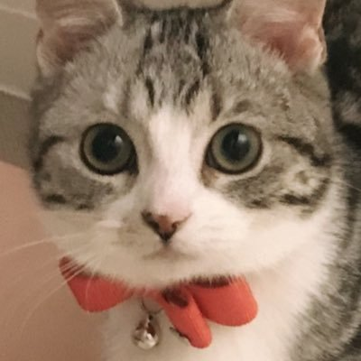 shotaro_cs's profile picture
