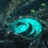 オサ profil fotoğrafı