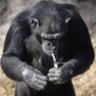 Sukebin profil fotoğrafı