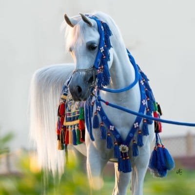 HAlwalidi's profile picture