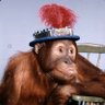 Affi 🍌(neu) Handyhülle's profile picture