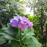 花咲's profile picture