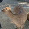 ふじ profil fotoğrafı