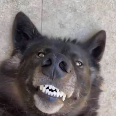 snarlingcanine's profile picture