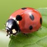 Ladybird ๐ ็ๅคดๅ