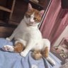 Profilbild von ティニ