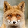Profilbild von irena