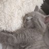 Thomas profil fotoğrafı