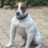 Profilbild von Otto gårdhund