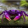 Фото профиля PurpleCrabTime