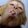 Profilbild von Bongz