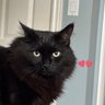 kitten's profile picture